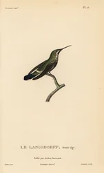 Svartbukig taggstjärt, Discosura langsdorffi (Ornismya langsdorfii). Ungfågel. Handkolorerat stålstick av Coutant efter en illustration av Jean-Gabriel Prêtre ur René Primevère Lessons 