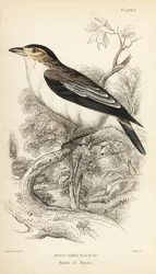 Svartkronad tityra, Tityra inquisitor (Rufos-örats svarthätta, Psaris erythrogenys). Handkolorerat stålgravyr av William Lizars efter en illustration av William Swainson från Sir William Jardine