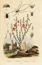 Svartögd rudbeckia, spindel och skalbagge.