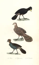 Svart hocko, grå påfågelfasan och chachalaca.