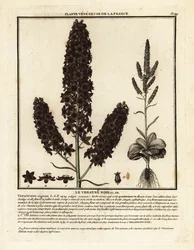 Svart nysrot, Veratrum nigrum.