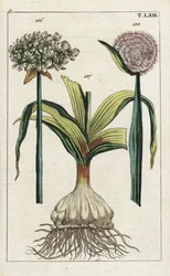 Svart vitlök, Allium nigrum 186, och lök, Allium cepa, lök 187 och blomma 188. Handkolorerat kopparstick av en botanisk illustration ur G. T. Wilhelms „Unterhaltungen aus der Naturgeschichte“ (Naturhistoriskt uppslagsverk)