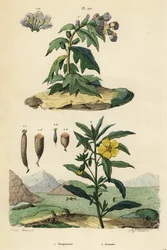 Bolmört, Hyoscyamus niger 1, och peruansk ludwigia, Ludwigia peruviana 2