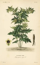 Bolmört eller stinkande nattskatta, Hyoscyamus niger, Jusquiame noire