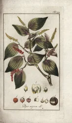 Svartpepparskål (Piper nigrum). Litografi från "Afbeelding der Artseny-Gewassen" av Johannes Zorn (1739-1799), Nederländerna