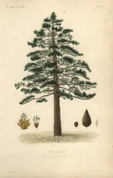 Svarttall eller österrikisk tall, Pinus nigra subsp.