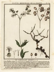 Blåscampion, Silene vulgaris.