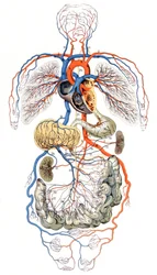Blodcirkulation, ca 1880 (tryck)