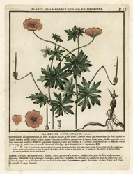 Blodig tranäbb, Geranium sanguineum.