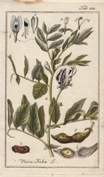 Botanisk: Bönväxt med blommor, blad och bönor i baljor, Vicia faba. Handkolorerat kopparstick efter en teckning av B. Thanner från Johannes Zorns "Icons plantarum medicinalium", Tyskland