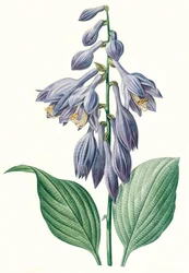 Botanisk Illustration/Redoubt/Hosta ventricosa