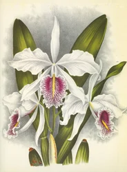 Botanisk tavla/Cattleya maxima var. Virginis/Lindenia