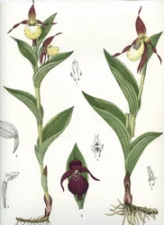 Botanisk tavla/Cypripedium calceolus/Venus hov