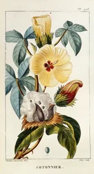 Botanisk tavla/Gossypium sp/Bomull