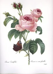 Botanisk tavla/Rosa centifolia/Rosa hundra blad/Redoubt