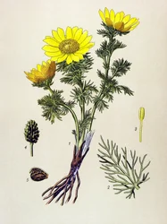 Botanisk styrelse. Gift (giftig) och medicinalväxt: Spring Adonis (Adonis vernalis)