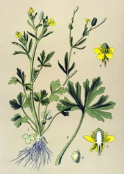 Botanisk styrelse. Venenös (giftig): Smörblomma eller smörkelleriblad (Ranunculus sceleratus)