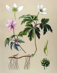 Botanisk styrelse. Venenös (giftig) och medicinalväxt: Anemone sylvie eller Anemone of the woods (Anemone nemorosa)