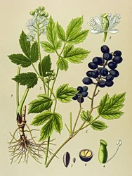 Botanisk styrelse. Venenös (giftig) och medicinalväxt: Summer Adonis (Adonis aestivalis)