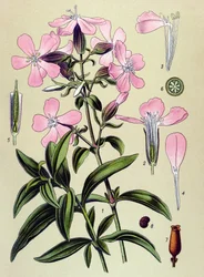 Botanisk styrelse. Venös (giftig) och medicinalväxt: saponaria officinalis (Saponaria officinalis)