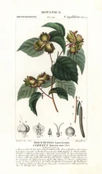 Botanisk bräda: hasselnöt och hasselnöt - Amerikansk hasselnöt, Corylus americana, hemmahörande i Nordamerika. Handkolorerat kopparstick från Jussieu