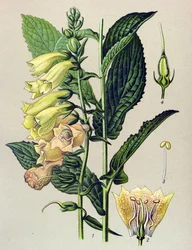 Botanisk tavla, växt: Storblommig digital (Digitalis grandiflora)