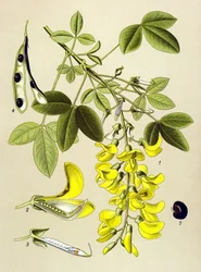 Botanisk tavla, växt: vanlig cytit eller falsk ebenholts (Cytisus Laburnum)