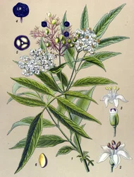 Botanisk tavla, växt: Hieble fläder (Sambucus ebulus)