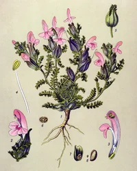 Botanisk tavla, växt: Pedicularis sylvatica