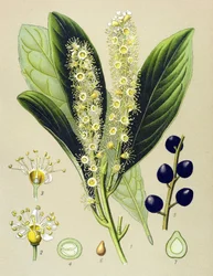 Botanisk tavla, växt: körsbärsvik (Prunus Laurocerasus)