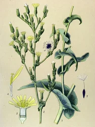 Botanisk tavla, växt: ferous sallad eller vild sallad (Lactuca virosa)