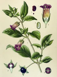 Botanisk plansch, belladonnaväxt (Atropa belladonna)