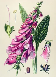 Botanisk tavla, växt: lila digital (Digitalis purpurea)
