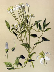 Botanisk tavla: giftig och medicinalväxt: Erect Clematis (Clematis recta)