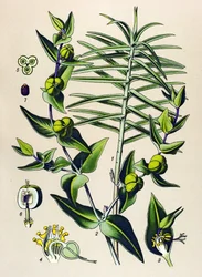 Botanisk tavla, giftig och medicinalväxt: Euphorbia epurge (Euphorbia lathyris)