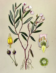 Botanisk tavla, giftig växt (giftig): Andromeda har poloniumblad (Andromeda polifolia)