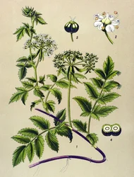Botanisk tavla, venenös växt (giftig): Berle (Berula angustifolia)