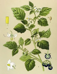 Botanisk plansch, giftig växt: Svart nattskatta (Solanum nigrum)