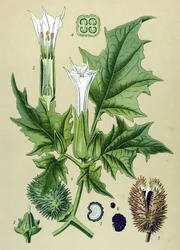 Botanisk plansch, giftig växt: spikklubba eller vanlig spikklubba (Datura stramonium)