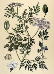 Botanisk tavla, venenös växt (giftig): Hundpersilja eller falsk persilja (Aethusa cynapium)