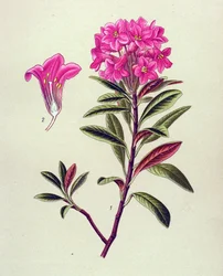 Botanisk tavla, venenös växt (giftig): Järnformig rhododendron (Rhododendron ferrugineum)