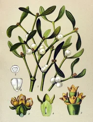 Botanisk tavla, venenös växt (giftig): Bladmistel (Viscumalbum)