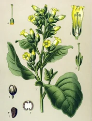 Botanisk plansch, giftig växt: vit Mapacho-tobak (Nicotiana rustica) (Nicotiana tabacum)