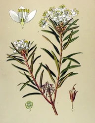 Botanisk tavla, venenös växt (giftig): Marsh Ledon (Ledum palustre)