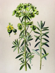 Botanisk tavla, venenös växt (giftig): Rund Eule eller Euphorbia Peplus (Euphorbia Peplus)