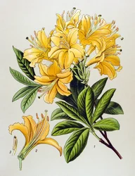 Botanisk tavla, venenös växt (giftig): Gul azalee (Rhododendron luteum)