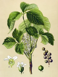 Botanisk tavla, venenös växt (giftig): klättrande sumak (Rhus toxicodendron)