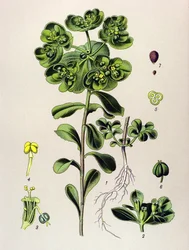 Botanisk tavla, venenös växt (giftig): euphorbia uppvaknande morgon eller litet ljus (Euphorbia helioscopia)