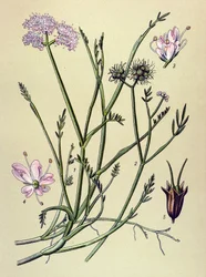 Botanisk tavla, venenös växt (giftig): fistel (Oenanthe fistulosa)