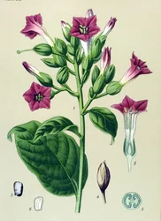 Botanisk tavla, venenös växt (giftig): prydnadstobak (Nicotiana tabacum)